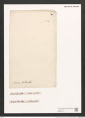 Nitzschia plana W. Sm. (de-Toni-Nr.: Genus 47, Species 2015) Zeichnungen Sammlung Grunow (NHMW-BOT-W0371763)